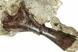 Cretaceous Fossil Turtle Humerus in Rock - Judith River Formation #313410-1